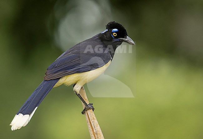Plush-crested Jay (Cyanocorax chrysops chrysops) (subspecies) perched on a branch in Pantanal, Brazil, South-America. stock-image by Agami/Steve Sánchez,