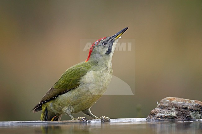 Drinkende Iberische Groene Specht; Drinking Iberian Green Woodpecker stock-image by Agami/Markus Varesvuo,