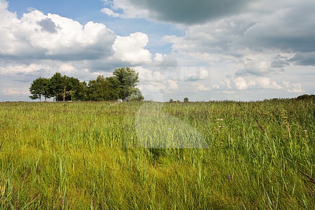Weerribben, Overijssel, Netherlands stock-image by Agami/Marc Guyt,