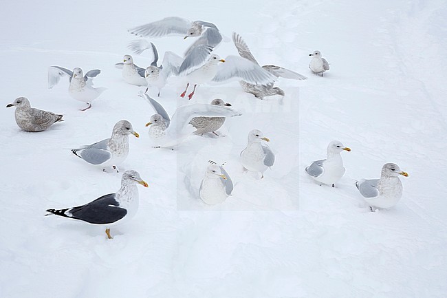 Kumliens Meeuw, Kumlien's Gull, Larus glaucoides kumlieni stock-image by Agami/Chris van Rijswijk,