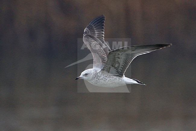 Onvolwassen Stormmeeuw in vlucht; Immature Common Gull in flight stock-image by Agami/Daniele Occhiato,