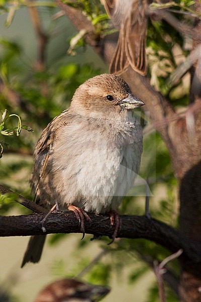 Spanish Sparrow - Weidensperling - Passer hispaniolensis ssp. transcaspicus, adult female, Turkey stock-image by Agami/Ralph Martin,