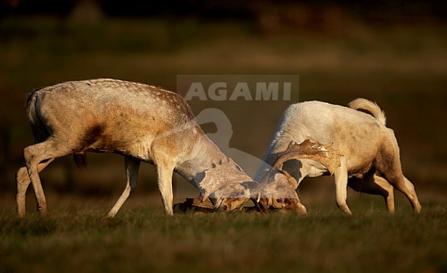 Vechtende Damherten, Fallow Deers fighting stock-image by Agami/Danny Green,