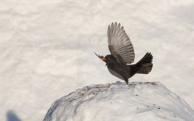 Male Common Blackbird (Turdus merula merula) taking off from snow at Holte, Denmark stock-image by Agami/Helge Sorensen,