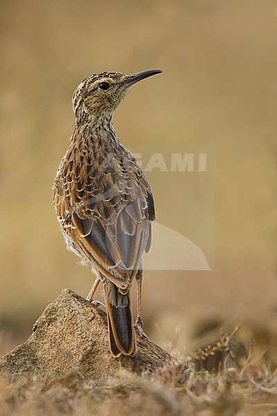 Cape Long-billed Lark (Certhilauda curvirostris) alert on a lookout. stock-image by Agami/Dubi Shapiro,