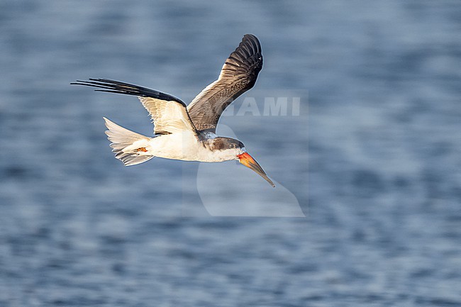 Black Skimmer (Rynchops niger) flying over water in Florida USA. stock-image by Agami/Marcel Burkhardt,