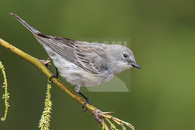 Adult female
Riverside Co., CA
April 2012 stock-image by Agami/Brian E Small,