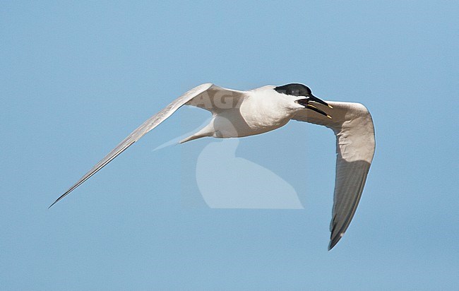 Vliegende Grote Stern; Flying Sandwich Tern (Sterna sandvicensis) stock-image by Agami/Marc Guyt,
