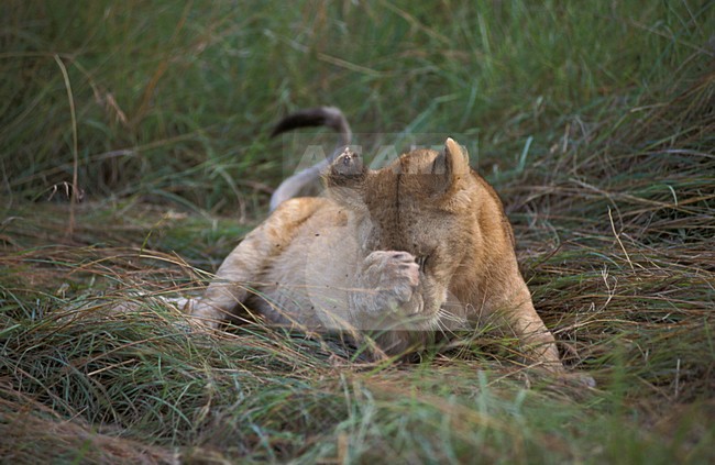 Lion female grooming her head Masai Mara Kenya, Leeuwin haar kop poetsend Masai Mara Kenia stock-image by Agami/Marc Guyt,