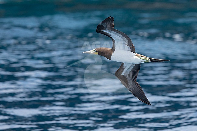 Adult Brown booby (Sula leucogaster), flying against a blue blackground, in Raso island, Cape Verde. stock-image by Agami/Sylvain Reyt,
