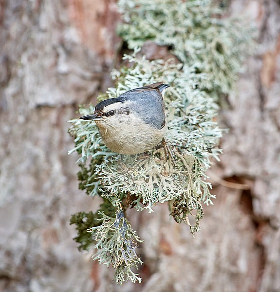 Corsican Nuthatch (Sitta whiteheadi), adult male perched on a lichen-covered twig against tree bark  in Castellaccie, Corsica stock-image by Agami/Tomas Grim,