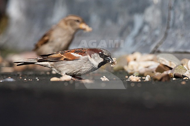 Paartje Huismussen brood etend in een tuin; Pair of House Sparrows eating bread in a garden stock-image by Agami/Marc Guyt,