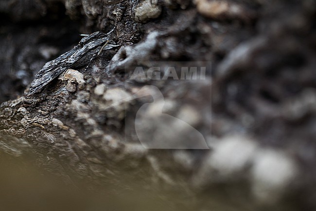 Agrius convolvuli - Convolvulus hawk-moth - Windenschwärmer, Germany (Baden-Württemberg), imago stock-image by Agami/Ralph Martin,