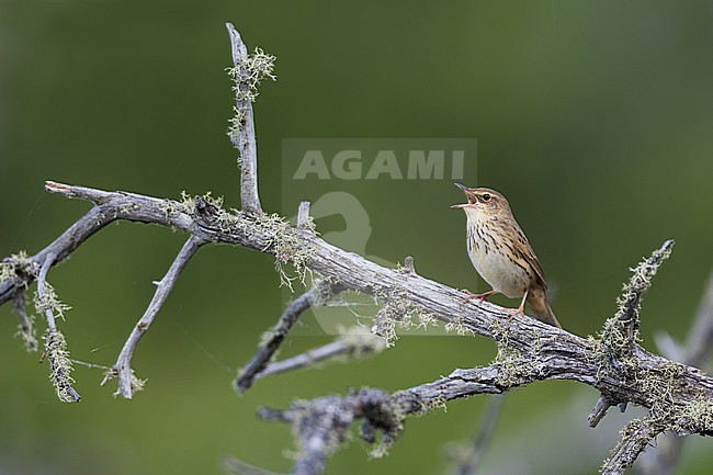 Lanceolated Warbler - Strichelschwirl - Locustella lanceolata ssp. lanceolata, Russia stock-image by Agami/Ralph Martin,