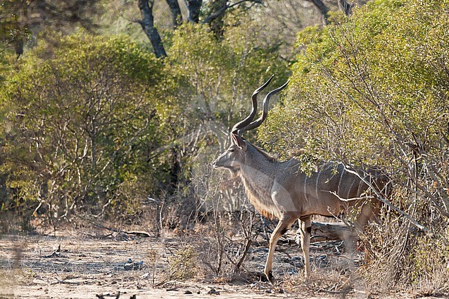Greater Kudu (Tragelaphus strepsiceros) stepping out of bushes at Kruger National Park in summer stock-image by Agami/Caroline Piek,