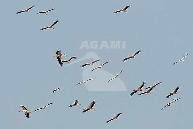 Ooievaars op trek, White Stork on migration stock-image by Agami/Daniele Occhiato,