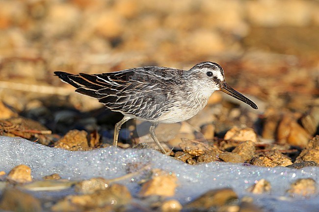 First-winter Broad-billed Sandpiper (Limicola falcinellus) at Hyères - France. A scarce migrant in France during autumn migration. stock-image by Agami/Aurélien Audevard,