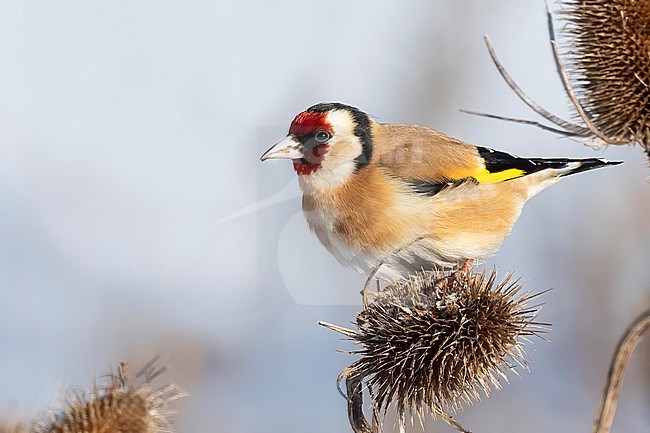A European Goldfinch (Carduelis carduelis) is foraging on a dried out thistle using its pointy sharp bill to extract the seeds. stock-image by Agami/Jacob Garvelink,