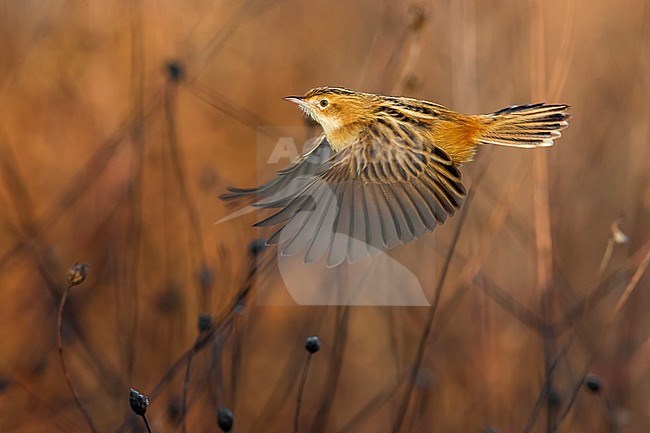 Zitting Cisticola (Cisticola juncidis) in Italy stock-image by Agami/Daniele Occhiato,