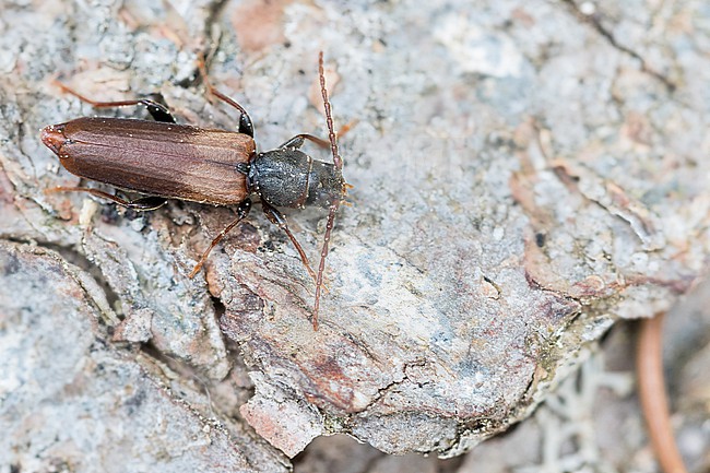 Tetropium fuscum - Brown Spruce Longhorn-Beetle - Brauner Fichtenbock, Germany (Baden-Württemberg), imago stock-image by Agami/Ralph Martin,