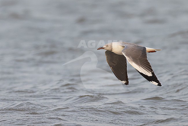Grey-headed Gull (Chroicocephalus cirrocephalus) in adult summer plumage in flight. stock-image by Agami/David Monticelli,
