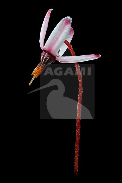 Small cranberry, Vaccinium oxycoccos stock-image by Agami/Wil Leurs,