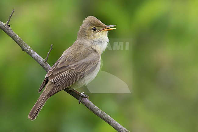Orpheusspotvogel, Melodious Warbler stock-image by Agami/Daniele Occhiato,