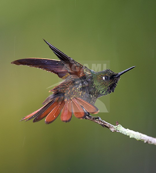 Brazilian Ruby (Clytolaema rubricauda) male stretching its wings and spreading its tail when bathing in rain stock-image by Agami/Andy & Gill Swash ,