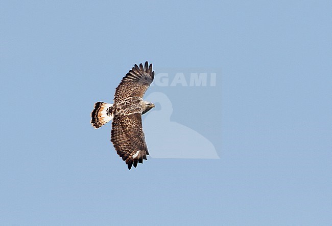  stock-image by Agami/Karel Mauer,