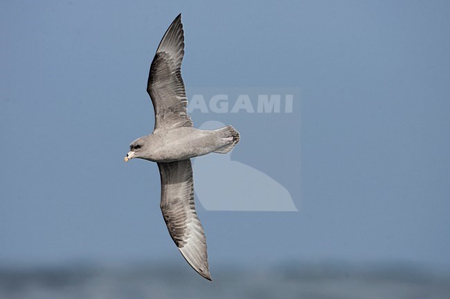 Pacific Northern Fulmar (Fulmarus glacialis rodgersii) in flight stock-image by Agami/Martijn Verdoes,