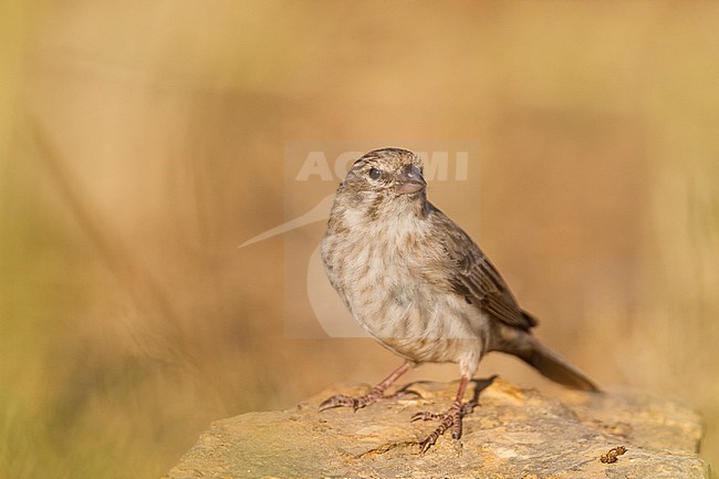 Yemen Serin - Jemengirlitz - Serinus menachensis, Oman stock-image by Agami/Ralph Martin,