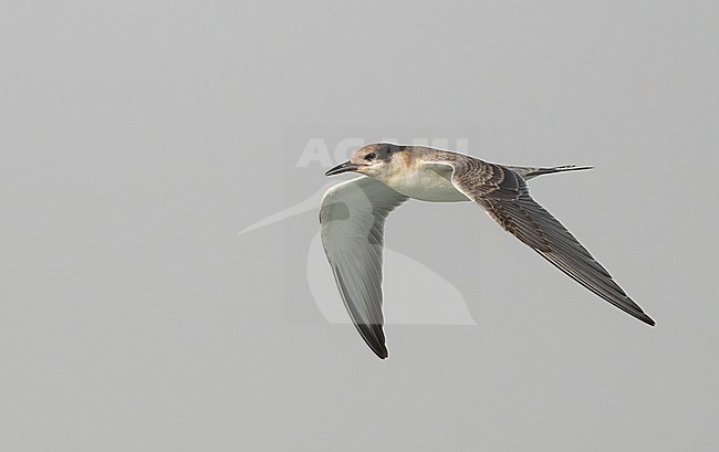 White-cheeked Tern (Sterna repressa) - juvenile - July 2022 - coast of Saudi Arabia stock-image by Agami/Eduard Sangster,