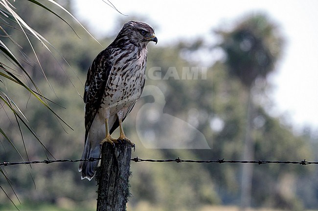 Red-shouldered Hawk (Buteo lineatus) perched on a pole stock-image by Agami/Roy de Haas,