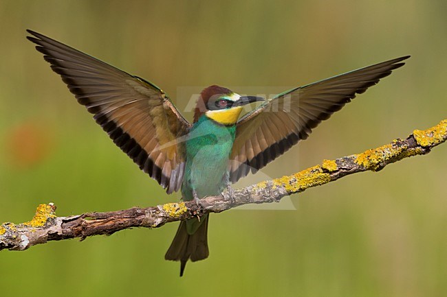 Bijeneter op tak, European Bee-eater on a branch stock-image by Agami/Daniele Occhiato,
