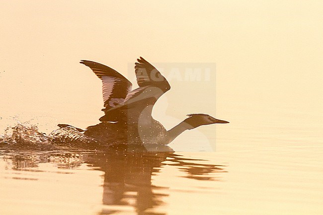 Fuut, Great Crested Grebe, Podiceps cristatus pair in territorial fight at sunrise in the mist stock-image by Agami/Menno van Duijn,