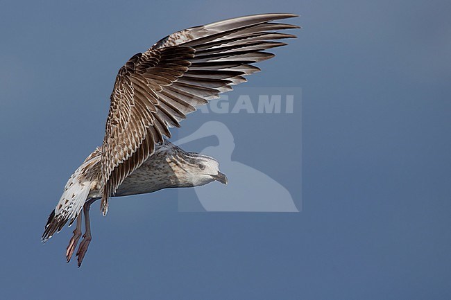 Yellow-legged Gull, juvenile in flight, Campania, Italy (Larus michahellis) stock-image by Agami/Saverio Gatto,