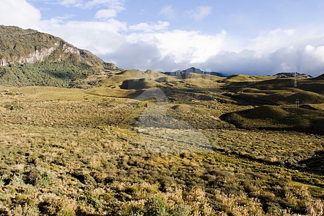 Papallacta Pass Ecuador stock-image by Agami/Marc Guyt,