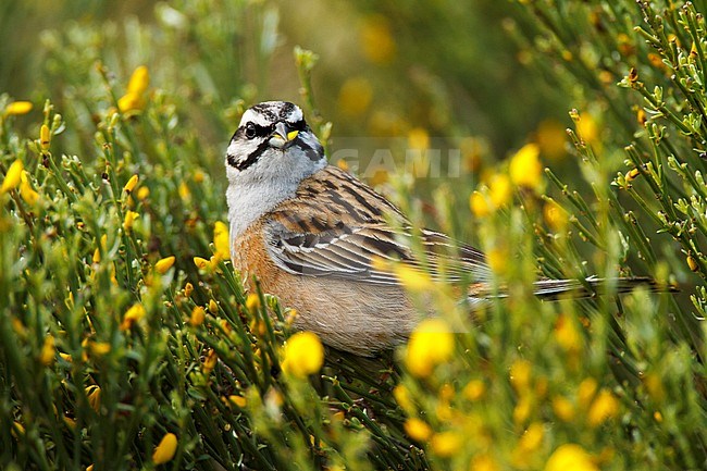 Adult male Rock Bunting (Emberiza cia) in spring in Ávila in Spain. Male eating from small yellow flowers. One peddal in its beak. stock-image by Agami/Oscar Díez,