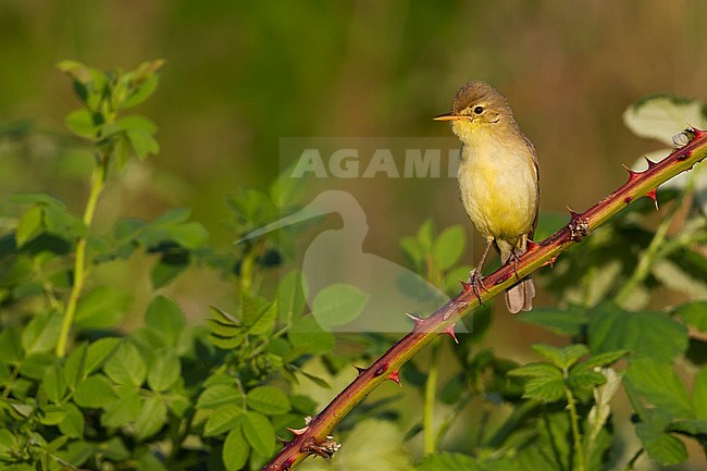 Melodious Warbler - Orpheusspötter - Hippolais polyglotta, Germany stock-image by Agami/Ralph Martin,