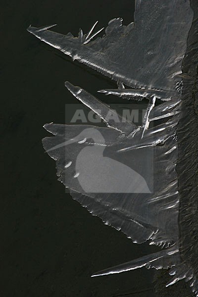 ijsvorming; ice stock-image by Agami/Menno van Duijn,