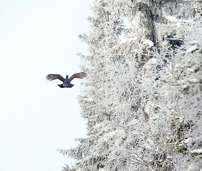 Male Western Capercaillie (Tetrao urogallus) during a cold winter in Northern Finland. Flying away along a frost covered forest edge. stock-image by Agami/Marc Guyt,