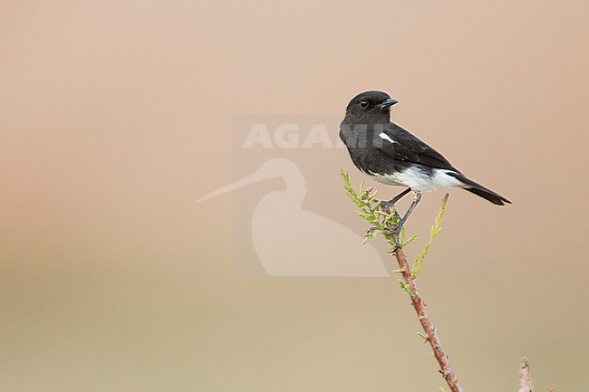 Pied Stonechat (Saxicola caprea rossorum), Tajikistan, adult male perched on a branch with clear background stock-image by Agami/Ralph Martin,