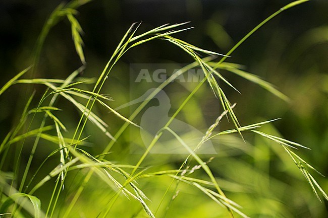 False Brome stock-image by Agami/Wil Leurs,