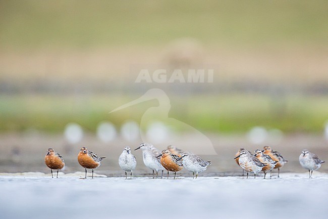Red Knot (Calidris canutus) Germany, adult, breeding and nonbreeding plumage stock-image by Agami/Ralph Martin,