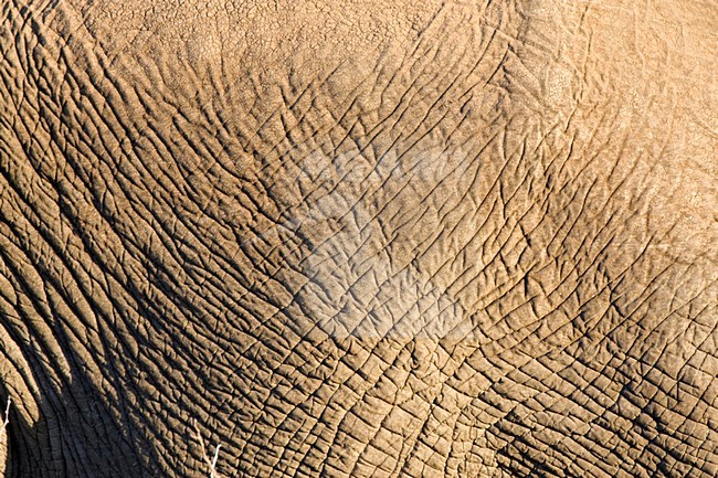 Afrikaanse Olifant in het Kruger Park; African Elephant at Kruger Park stock-image by Agami/Marc Guyt,