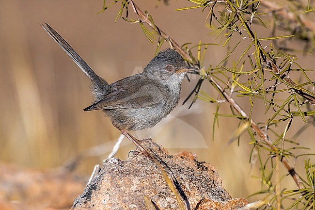 Juvenile Balearic Warbler perched on a rock in Ibiza. July 2016. stock-image by Agami/Vincent Legrand,