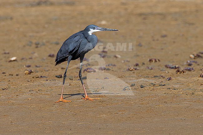 Dark morph Western Reef Heron (Egretta gularis) in adult breeding plumage. stock-image by Agami/David Monticelli,