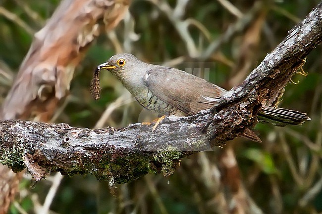 Adult Madagascar cuckoo (Cuculus rochii) on Madagascar. Perched with a caterpillar in its beak. stock-image by Agami/Dubi Shapiro,