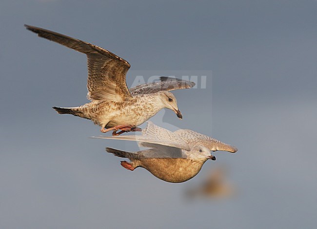 Kleine Burgemeester, Iceland Gull, Larus glaucoides stock-image by Agami/Hugh Harrop,