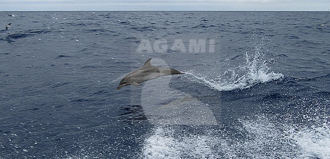 Atlantic Spotted Dolphin (Stenella frontalis) bowriding at sea off Madeira. stock-image by Agami/Marc Guyt,